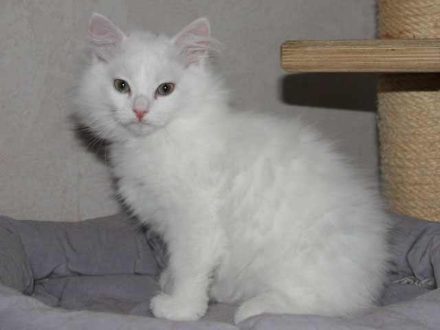 Catarina