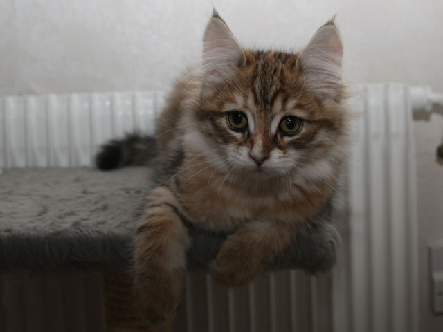 Jennica