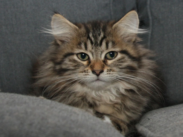 Sofia